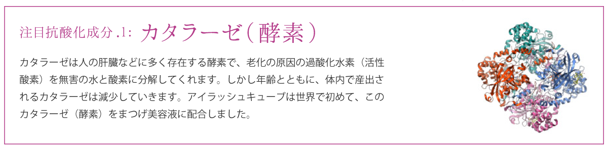 注目成分カタラーゼ