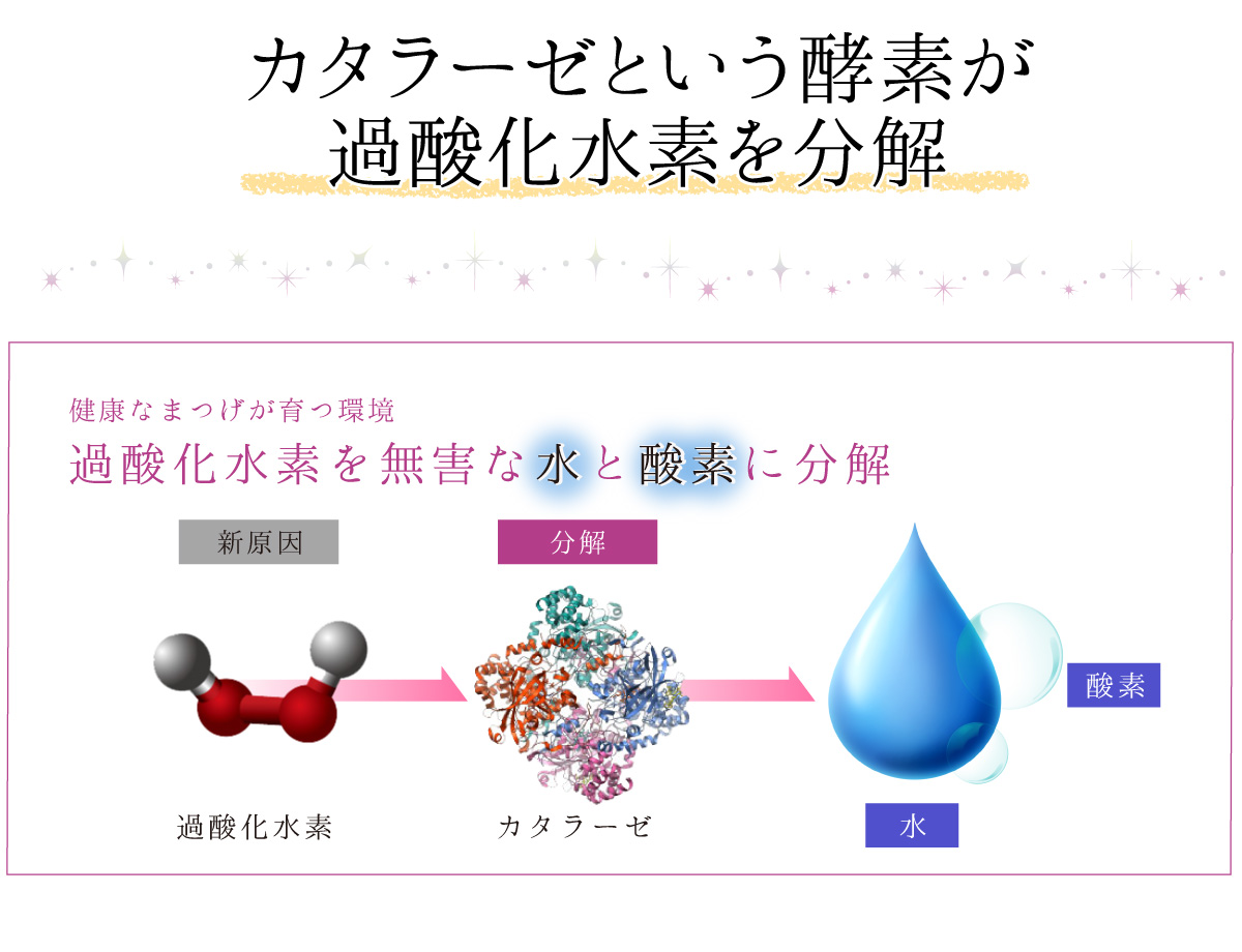 過酸化水素のを分解するのはカタラーゼとういう酵素